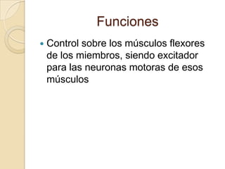 Funciones
   Control sobre los músculos flexores
    de los miembros, siendo excitador
    para las neuronas motoras de esos
    músculos
 