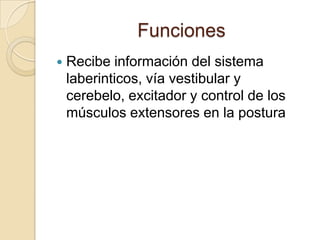 Funciones
   Recibe información del sistema
    laberinticos, vía vestibular y
    cerebelo, excitador y control de los
    músculos extensores en la postura
 
