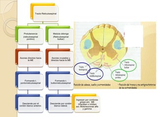 Tracto Reticuloespinal




    Protuberancia                 Medula oblonga
   (reticuloespinal               (Reticuloespinal
       pontino)                        bulbar)




Axones directos hacia            Axones cruzados y
       la ME                    directos hacia la ME




     Formando t.                    Formando t.
 pontorreticuloespinal          bulborreticuloespinal




                                                        Ingresan por cordones
                                                             grises ant. ME
   Desciende por el            Desciende por cordón       facilitan o inhiben
cordón blanco anterior.           blanco lateral.       act. Motoneuronas alfa
                                                                y gamma
 