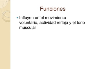 Funciones
   Influyen en el movimiento
    voluntario, actividad refleja y el tono
    muscular
 