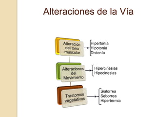 Alteraciones de la Vía


           Hipertonía
           Hipotonía
           Distonía


             Hipercinesias
             Hipocinesias



                Sialorrea
                Seborrea
                Hipertermia
 