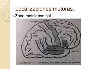 Localizaciones motoras.
   Zona motriz cortical.
 