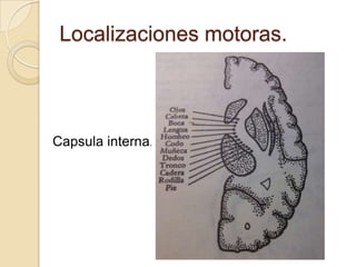 Localizaciones motoras.



Capsula interna.
 