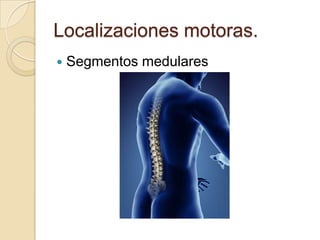 Localizaciones motoras.
   Segmentos medulares
 