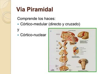 Vía Piramidal
Comprende los haces:
 Córtico-medular (directo y cruzado)
y
 Córtico-nuclear
 