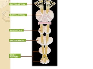 CORTEZA MOTORA




CAPSULA INTERNA




MESENCEFALO




PROTUBERANCIA




BULBO
RAQUIDEO
 