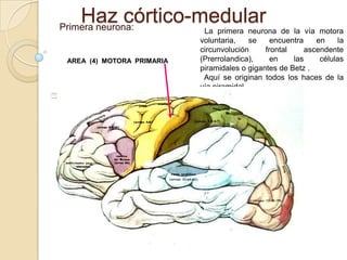 Haz córtico-medular
Primera neurona:            La primera neurona de la vía motora
                           voluntaria,     se   encuentra    en     la
                           circunvolución     frontal     ascendente
AREA (4) MOTORA PRIMARIA   (Prerrolandica),     en    las     células
                           piramidales o gigantes de Betz .
                            Aquí se originan todos los haces de la
                           vía piramidal .
 