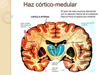 Haz córtico-medular
                    El axón de esta neurona desciende
                    por la cápsula interna de la sustancia
  CAPSULA INTERNA   blanca hacia el pedúnculo cerebral.
 
