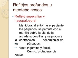 Reflejos profundos u
oteotendinosos
 Reflejo
       superciliar y
 nasopalpebral
     Maniobra: al entornar el paciente
     los párpados, se percute con el
     martillo sobre la piel de la
     arcada superciliar y se produce
 la contracción         del orbicular de
 los        párpados.
     Vías: trigémino y facial.
            Centro: protuberancia
 anular.
 