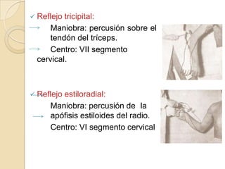  Reflejotricipital:
     Maniobra: percusión sobre el
     tendón del tríceps.
     Centro: VII segmento
 cervical.



 Reflejo
        estiloradial:
     Maniobra: percusión de la
     apófisis estiloides del radio.
     Centro: VI segmento cervical
 