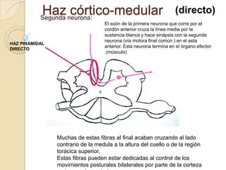 Haz neurona:
           Segunda
                   córtico-medular                                  (directo)
            ...