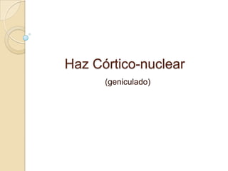 Haz Córtico-nuclear
      (geniculado)
 