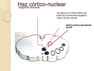 Haz córtico-nuclear
Segunda neurona:

               Se agota en la mitad inferior del
               bulbo en el núcleo d...