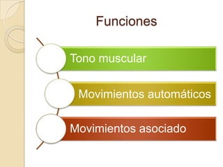 Funciones

Tono muscular


 Movimientos automáticos

Movimientos asociado
 
