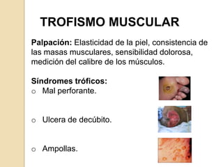 TROFISMO MUSCULAR
Palpación: Elasticidad de la piel, consistencia de
las masas musculares, sensibilidad dolorosa,
medición...
