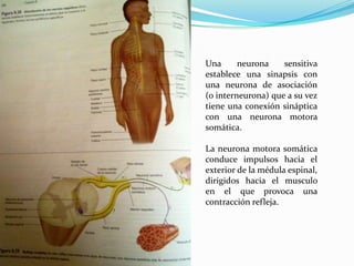 Una      neurona    sensitiva
establece una sinapsis con
una neurona de asociación
(o interneurona) que a su vez
tiene una conexión sináptica
con una neurona motora
somática.

La neurona motora somática
conduce impulsos hacia el
exterior de la médula espinal,
dirigidos hacia el musculo
en el que provoca una
contracción refleja.
 