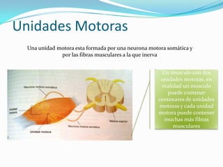 Unidades Motoras
  Una unidad motora esta formada por una neurona motora somática y
              por las fibras musculares a la que inerva


                                                     Un musculo con dos
                                                     unidades motoras, en
                                                     realidad un musculo
                                                        puede contener
                                                    centenares de unidades
                                                    motoras y cada unidad
                                                    motora puede contener
                                                      muchas más fibras
                                                          musculares
 