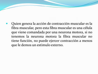    Quien genera la acción de contracción muscular es la
    fibra muscular, pero esta fibra muscular es una célula
    que viene comandada por una neurona motora, si no
    tenemos la neurona motora la fibra muscular no
    tiene función, no puede ejercer contracción a menos
    que le demos un estimulo externo.
 