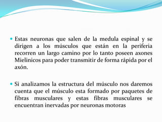  Estas neuronas que salen de la medula espinal y se
 dirigen a los músculos que están en la periferia
 recorren un largo camino por lo tanto poseen axones
 Mielinicos para poder transmitir de forma rápida por el
 axón.

 Si analizamos la estructura del músculo nos daremos
 cuenta que el músculo esta formado por paquetes de
 fibras musculares y estas fibras musculares se
 encuentran inervadas por neuronas motoras
 