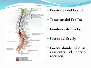  Cervicales del C1 a C8


 Torácicos del T1 a T12


 Lumbares de L1 a L5


 Sacros del S1 a S5


 Cóccix donde sólo se
 encuentra     el   nervio
 coccígeo
 