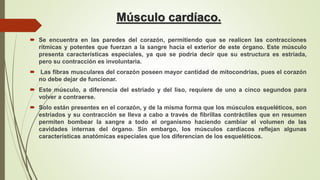 Músculo cardíaco.
 Se encuentra en las paredes del corazón, permitiendo que se realicen las contracciones
rítmicas y potentes que fuerzan a la sangre hacia el exterior de este órgano. Este músculo
presenta características especiales, ya que se podría decir que su estructura es estriada,
pero su contracción es involuntaria.
 Las fibras musculares del corazón poseen mayor cantidad de mitocondrias, pues el corazón
no debe dejar de funcionar.
 Este músculo, a diferencia del estriado y del liso, requiere de uno a cinco segundos para
volver a contraerse.
 Solo están presentes en el corazón, y de la misma forma que los músculos esqueléticos, son
estriados y su contracción se lleva a cabo a través de fibrillas contráctiles que en resumen
permiten bombear la sangre a todo el organismo haciendo cambiar el volumen de las
cavidades internas del órgano. Sin embargo, los músculos cardíacos reflejan algunas
características anatómicas especiales que los diferencian de los esqueléticos.
 