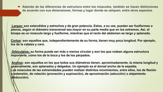  Además de las diferencias de estructura entre los músculos, también se hacen distinciones
de acuerdo con sus dimensiones, formas y lugar donde se ubiquen, entre otros aspectos.
Largos: son extendidos y estrechos y de gran potencia. Estos, a su vez, pueden ser fusiformes o
planos, según el diámetro transversal sea mayor en su parte media que en los extremos. Así, el
bíceps es un músculo largo y fusiforme, mientras que el recto del abdomen es largo y aplanado.
Cortos: son aquellos que, independientemente de su forma, tienen muy poca longitud. Por ejemplo,
los de la cabeza y cara.
Orbiculares: su forma puede ser más o menos circular y son los que rodean alguna estructura
importante, como los de la boca y los de los párpados.
Anchos: son aquellos en los que todos sus diámetros tienen, aproximadamente, la misma longitud y
generalmente, son aplanados y delgados. Un ejemplo es el dorsal ancho de la espalda.
Los músculos de las extremidades pueden realizar distintos movimientos, entre ellos, los de flexión
o extensión, de rotación (pronación y supinación), de aproximación (aducción) o alejamiento
(abducción).
 