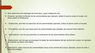  Esto determina otra tipología de músculos, cuyas categorías son:
 Flexores: permiten la flexión de las extremidades (por ejemplo, doblar la pierna sobre el muslo o el
brazo sobre el antebrazo).
 - Extensores: permiten la extensión de las extremidades (ejemplo, estirar la pierna sobre el muslo).
 - Pronadores: son los que hacen girar las extremidades (por ejemplo, las manos) hacia adentro.
 - Supinadores: son los que permiten la inclinación de las extremidades hacia afuera.
 - Abductores: son los que se encargan de alejar las extremidades del eje central del cuerpo. Un ejemplo
es levantar un brazo a los lados.
 - Aductores: estos acercan las extremidades hacia el eje central del cuerpo. Ejemplo: poner el codo a
nivel del ombligo.
 
