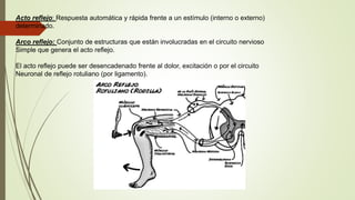 Acto reflejo: Respuesta automática y rápida frente a un estímulo (interno o externo)
determinado.
Arco reflejo: Conjunto de estructuras que están involucradas en el circuito nervioso
Simple que genera el acto reflejo.
El acto reflejo puede ser desencadenado frente al dolor, excitación o por el circuito
Neuronal de reflejo rotuliano (por ligamento).
 
