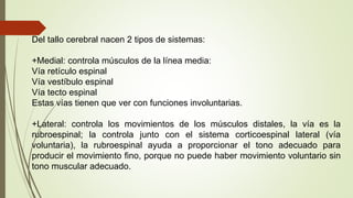 Del tallo cerebral nacen 2 tipos de sistemas:
+Medial: controla músculos de la línea media:
Vía retículo espinal
Vía vestíbulo espinal
Vía tecto espinal
Estas vías tienen que ver con funciones involuntarias.
+Lateral: controla los movimientos de los músculos distales, la vía es la
rubroespinal; la controla junto con el sistema corticoespinal lateral (vía
voluntaria), la rubroespinal ayuda a proporcionar el tono adecuado para
producir el movimiento fino, porque no puede haber movimiento voluntario sin
tono muscular adecuado.
 