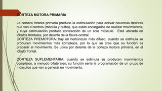 CORTEZA MOTORA PRIMARIA
La corteza motora primaria produce la estimulación para activar neuronas motoras
que van a centros (médula y bulbo), que están encargados de realizar movimientos,
y cuya estimulación produce contracción de un solo músculo. Está ubicada en
lóbulos frontales, por delante de la fisura central
CORTEZA PREMOTORA: hay un homúnculo más difuso, cuando se estimula se
producen movimientos más complejos, por lo que se cree que su función es
preparar el movimiento. Se ubica por delante de la corteza motora primaria, en el
lóbulo frontal.
CORTEZA SUPLEMENTARIA: cuando se estimula se producen movimientos
complejos, a menudo bilaterales; su función sería la programación de un grupo de
músculos que van a generar un movimiento.
 