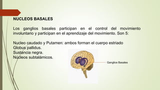 NUCLEOS BASALES
Los ganglios basales participan en el control del movimiento
involuntario y participan en el aprendizaje del movimiento. Son 5:
Nucleo caudado y Putamen: ambos forman el cuerpo estriado
Globus pallidus.
Sustancia negra.
Núcleos subtalámicos.
Ganglios Basales
 