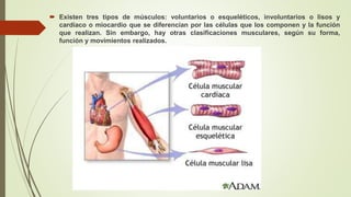  Existen tres tipos de músculos: voluntarios o esqueléticos, involuntarios o lisos y
cardíaco o miocardio que se diferencian por las células que los componen y la función
que realizan. Sin embargo, hay otras clasificaciones musculares, según su forma,
función y movimientos realizados.
 
