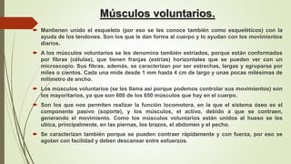 Músculos voluntarios.
 Mantienen unido el esqueleto (por eso se les conoce también como esqueléticos) con la
ayuda de los tendones. Son los que le dan forma al cuerpo y lo ayudan con los movimientos
diarios.
 A los músculos voluntarios se les denomina también estriados, porque están conformados
por fibras (células), que tienen franjas (estrías) horizontales que se pueden ver con un
microscopio. Sus fibras, además, se caracterizan por ser estrechas, largas y agruparse por
miles o cientos. Cada una mide desde 1 mm hasta 4 cm de largo y unas pocas milésimas de
milímetro de ancho.
 Los músculos voluntarios (se les llama así porque podemos controlar sus movimientos) son
los mayoritarios, ya que son 600 de los 650 músculos que hay en el cuerpo.
 Son los que nos permiten realizar la función locomotora, en la que el sistema óseo es el
componente pasivo (soporte), y los músculos, el activo, debido a que se contraen,
generando el movimiento. Como los músculos voluntarios están unidos al hueso se les
ubica, principalmente, en las piernas, los brazos, el abdomen y el pecho.
 Se caracterizan también porque se pueden contraer rápidamente y con fuerza, por eso se
agotan con facilidad y deben descansar entre esfuerzos.
 