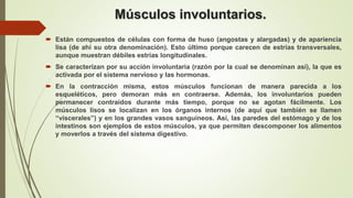 Músculos involuntarios.
 Están compuestos de células con forma de huso (angostas y alargadas) y de apariencia
lisa (de ahí su otra denominación). Esto último porque carecen de estrías transversales,
aunque muestran débiles estrías longitudinales.
 Se caracterizan por su acción involuntaria (razón por la cual se denominan así), la que es
activada por el sistema nervioso y las hormonas.
 En la contracción misma, estos músculos funcionan de manera parecida a los
esqueléticos, pero demoran más en contraerse. Además, los involuntarios pueden
permanecer contraídos durante más tiempo, porque no se agotan fácilmente. Los
músculos lisos se localizan en los órganos internos (de aquí que también se llamen
“viscerales”) y en los grandes vasos sanguíneos. Así, las paredes del estómago y de los
intestinos son ejemplos de estos músculos, ya que permiten descomponer los alimentos
y moverlos a través del sistema digestivo.
 