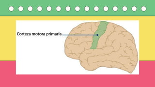 Comprehensive Overview of the Human Motor System: Structure, Function ...