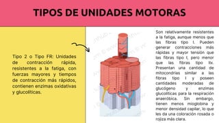 Comprehensive Overview of the Human Motor System: Structure, Function ...