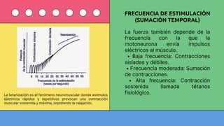 Comprehensive Overview of the Human Motor System: Structure, Function ...
