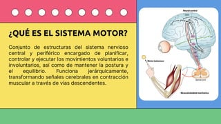 Comprehensive Overview of the Human Motor System: Structure, Function ...