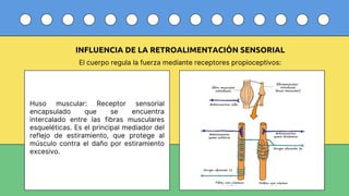 Comprehensive Overview of the Human Motor System: Structure, Function ...