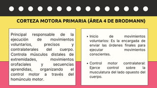 Comprehensive Overview of the Human Motor System: Structure, Function ...