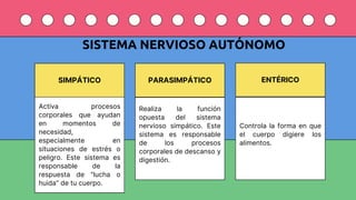 Comprehensive Overview of the Human Motor System: Structure, Function ...