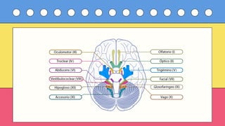 Comprehensive Overview of the Human Motor System: Structure, Function ...