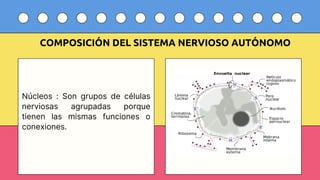 Comprehensive Overview of the Human Motor System: Structure, Function ...