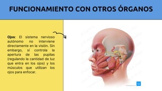 Comprehensive Overview of the Human Motor System: Structure, Function ...