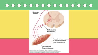 Comprehensive Overview of the Human Motor System: Structure, Function ...