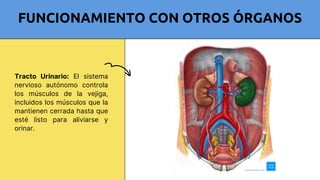 Comprehensive Overview of the Human Motor System: Structure, Function ...