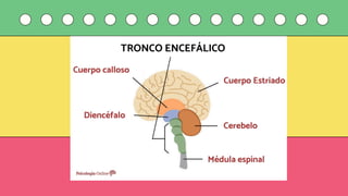 Comprehensive Overview of the Human Motor System: Structure, Function ...