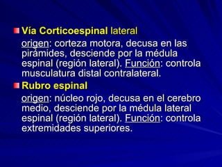 Vía Corticoespinal   lateral   origen : corteza motora, decusa en las pirámides, desciende por la médula espinal (región lateral).  Función : controla musculatura distal contralateral. Rubro espinal origen : núcleo rojo, decusa en el cerebro medio, desciende por la médula lateral espinal (región lateral).  Función : controla extremidades superiores. 