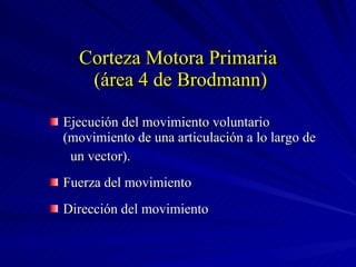 Corteza Motora Primaria  (área 4 de Brodmann) Ejecución del movimiento voluntario (movimiento de una articulación a lo largo de un vector). Fuerza del movimiento Dirección del movimiento 