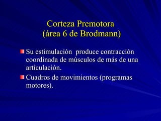 Corteza Premotora  (área 6 de Brodmann) Su estimulación  produce contracción coordinada de músculos de más de una articulación. Cuadros de movimientos (programas motores). 